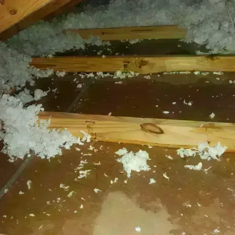 Attic Water Damage in McMullen County, TX